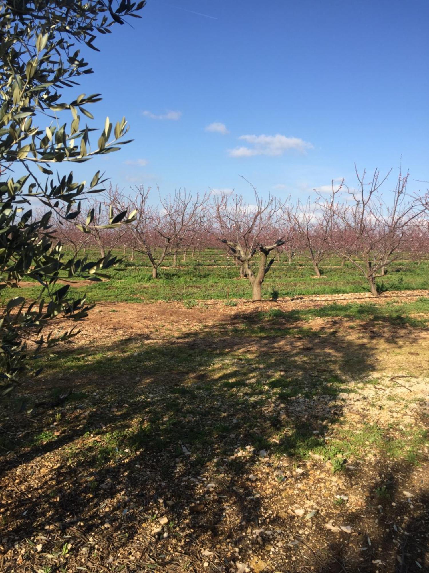 Masseria Gravelle Тури Экстерьер фото