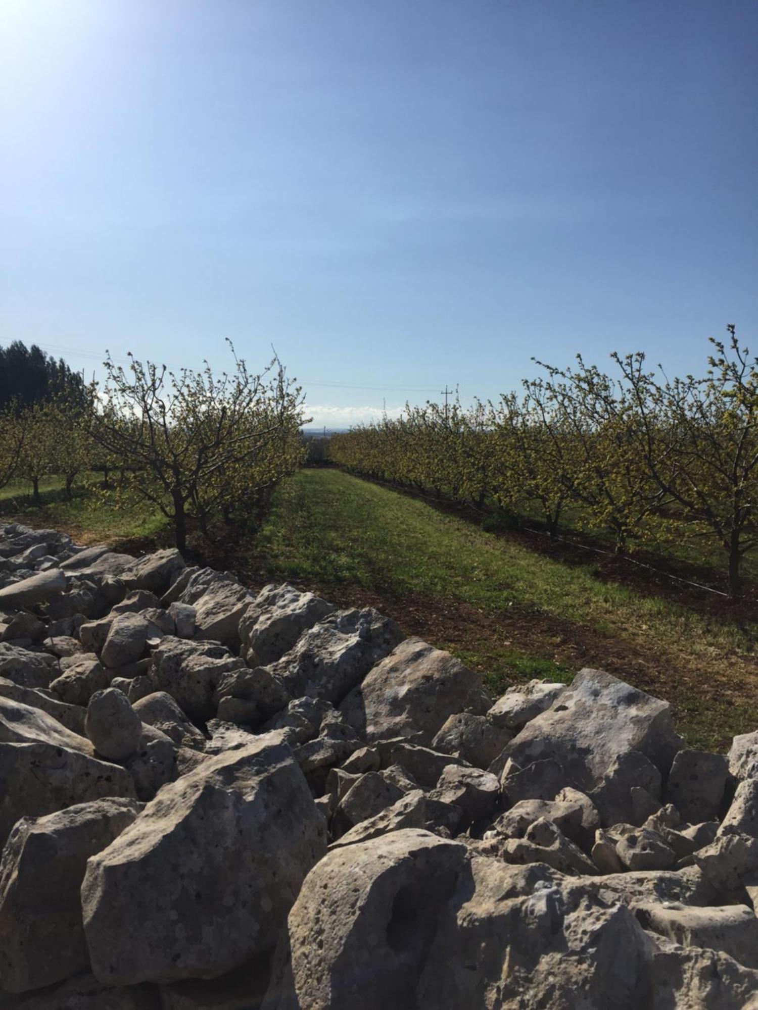 Masseria Gravelle Тури Экстерьер фото